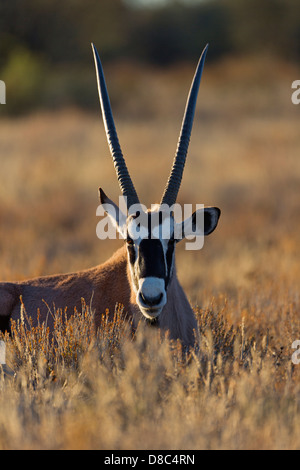 Gemsbok (Oryx gazella), Dalkeith Waterhole, Botswana Banque D'Images