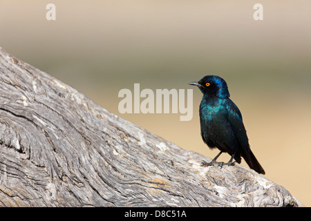 Red-shouldered Glossy Starling (Lamprotornis nitens), Rietfontein, Namibie Banque D'Images