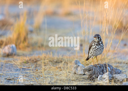 (Psophocichla litsipsirupa (Groundscraper Thrush), Goas Waterhole, Namibie Banque D'Images