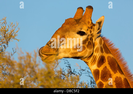 Girafe (Giraffa camelopardalis), Riverbed Auob, Botswana Banque D'Images