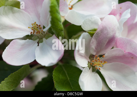 Apple Blossom dans un jardin accueillant la faune. Banque D'Images