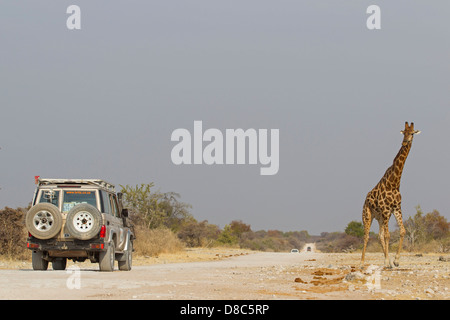 Girafe (Giraffa camelopardalis), au bord de la fontaine, la Namibie Klein Namutoni Banque D'Images