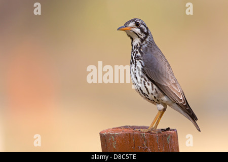 (Psophocichla litsipsirupa (Groundscraper Thrush), Namutoni Camp, Namibie Banque D'Images