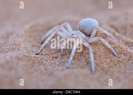 Araignée sur un sol sableux, peu de Tour 5, Namibie Banque D'Images