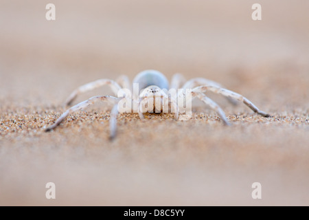 Araignée sur un sol sableux, peu de Tour 5, Namibie Banque D'Images