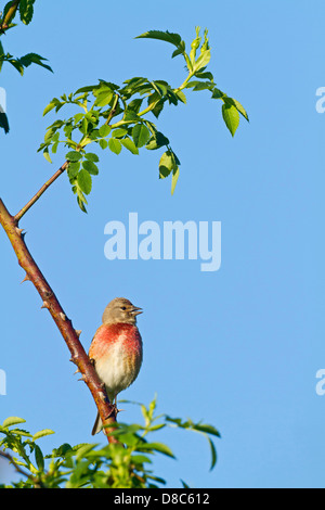 (Acanthis cannabina Linnet commun) Banque D'Images