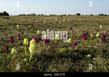 Groupe d'orchidées fleurs Aîné à l'île de Oland en Suède Banque D'Images