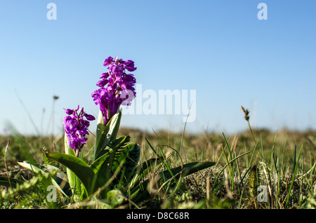 Early Purple orchidées au ciel bleu de l'île de Oland en Suède Banque D'Images