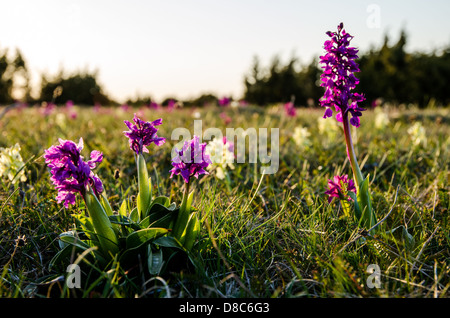 Orchidées sauvages à une simple zone de prairies sur l'île de Oland en Suède Banque D'Images