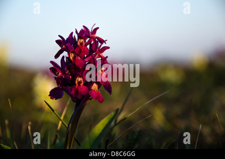 Portrait d'une orchidée fleurie Eldered en douce soirée lumière. de l'île de Oland en Suède. Banque D'Images