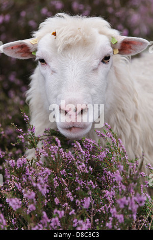 Interrogé blanc heath troupeau, diepholzer moorniederung, goldenstedter moor, Niedersachsen, Allemagne Banque D'Images