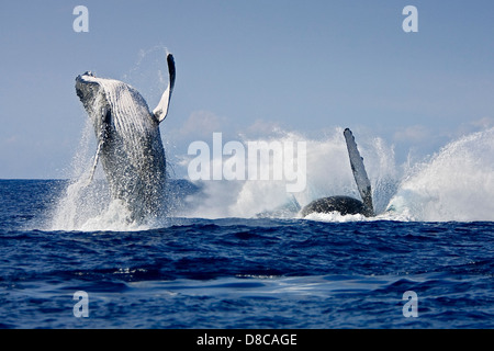 Les baleines à bosse dans la pratique d'un groupe, double violation, Megaptera novaeangliae, Hawaii, USA, l'Océan Pacifique Banque D'Images