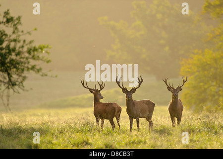 Red Deer, les mâles, saison du rut, Cervus elaphus, silkeborg, Danemark, Banque D'Images