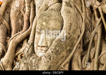 Tête d'un Bouddha en pierre figure dans les racines des arbres dans le parc historique d'Ayutthaya, qui a les ruines de l'ancienne capitale... Banque D'Images