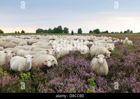 Interrogé blanc heath troupeau, diepholzer moorniederung, goldenstedter moor, Niedersachsen, Allemagne Banque D'Images