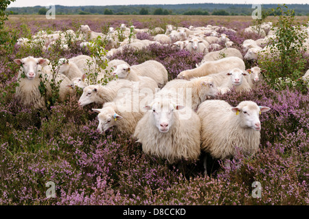 Interrogé blanc heath troupeau, diepholzer moorniederung, goldenstedter moor, Niedersachsen, Allemagne Banque D'Images