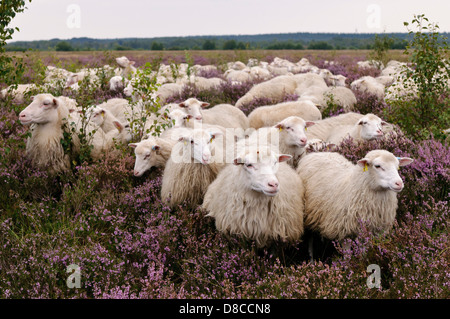 Interrogé blanc heath troupeau, diepholzer moorniederung, goldenstedter moor, Niedersachsen, Allemagne Banque D'Images