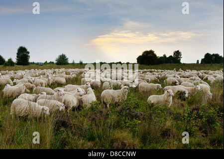 Interrogé blanc heath troupeau, diepholzer moorniederung, goldenstedter moor, Niedersachsen, Allemagne Banque D'Images