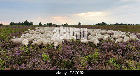 Interrogé blanc heath troupeau, diepholzer moorniederung, goldenstedter moor, Niedersachsen, Allemagne Banque D'Images