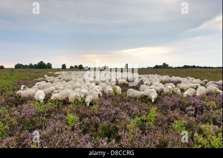 Interrogé blanc heath troupeau, diepholzer moorniederung, goldenstedter moor, Niedersachsen, Allemagne Banque D'Images