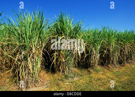 La Louisiane, Elk283-4244 Pays Cajun, champ de canne à sucre Banque D'Images