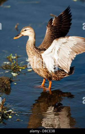 Canard tacheté - Green Cay Wetlands - Boynton Beach, Floride USA Banque D'Images