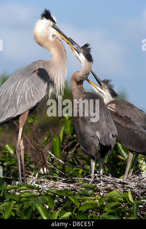 Grand Héron sur son nid avec les jeunes - Wakodahatchee Wetlands - Delray Beach, Floride, USA Banque D'Images