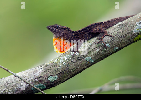 Brown Anole - Green Cay Les zones humides, Boynton Beach, Floride USA Banque D'Images