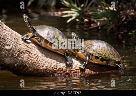 Les Tortues de Floride à ventre rouge - Green Cay Wetlands - Boynton Beach, Floride USA Banque D'Images