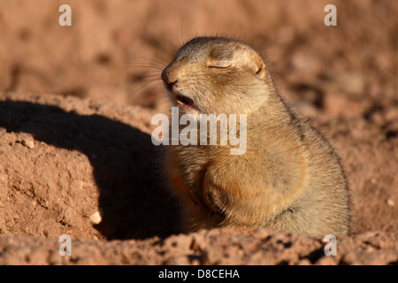 Un chien de prairie de Gunnison parler dans son sommeil. Banque D'Images