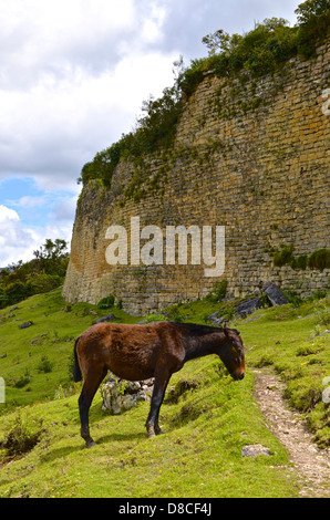 Un cheval se tient devant les murs des ruines de Kuelap, Chachapoyas, Pérou Banque D'Images