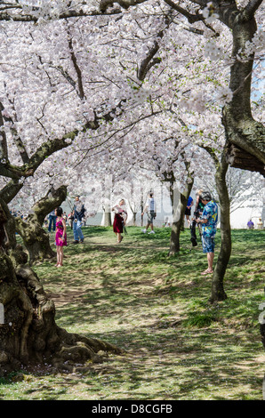 Cherry Blossom Festival, Washington DC Banque D'Images