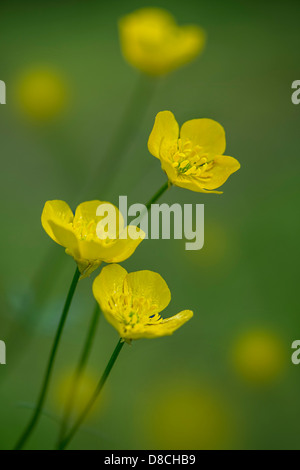 Fleurs jaune Bouton d'or Banque D'Images