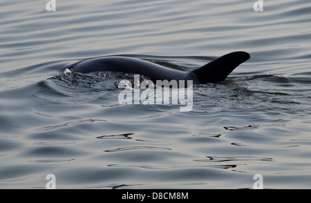 La Réserve nationale de Paracas. Le Pérou. Grand dauphin (Tursiops truncatus) Banque D'Images