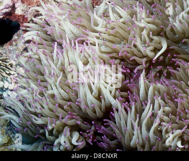 Gros plan d'Heteractis malu, une anémone de mer délicate, agitant ses longs tentacules à pointe violette. Cette espèce d'anémone de mer se trouve dans les récifs coralliens et est connue pour ses couleurs vives et ses motifs complexes de tentacules. Banque D'Images