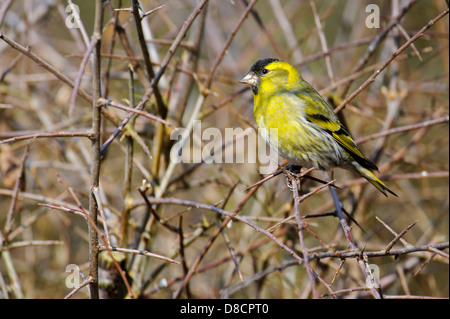 Eurasian siskin Carduelis spinus, Banque D'Images