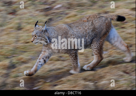 Le lynx d'eurasie, lynx lynx, juvénile Banque D'Images