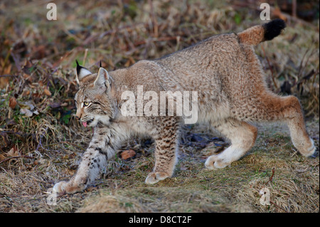 Le lynx d'eurasie, lynx lynx, juvénile Banque D'Images