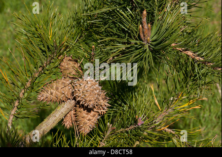 Les feuilles et cônes de Pinus echinata, Pin, grandissant dans le West Sussex, Royaume-Uni. Banque D'Images