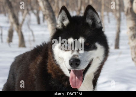 Husky de Sibérie avec heterochromia en forêt, Petropavlovsk, le Kamchatka, Sibérie, Russie. Banque D'Images