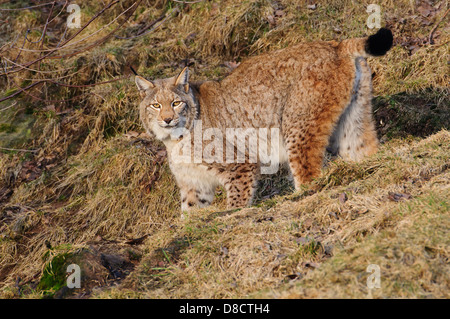 Le lynx d'eurasie, lynx lynx, juvénile Banque D'Images