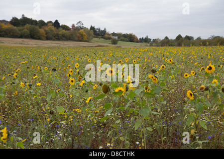 Grand champ de tournesol d'été à l'extérieur de la nature dans la campagne Banque D'Images