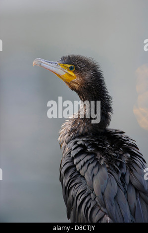 Grand cormoran Phalacrocorax carbo, rügen, mecklenburg-vorpommern, Allemagne Banque D'Images