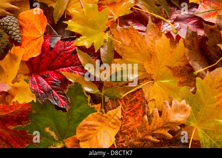 Les feuilles d'automne d'or vibrant Banque D'Images