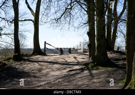 Clôtures, banc et ombres à Esher Woods, ESHER, Surrey, UK. Banque D'Images