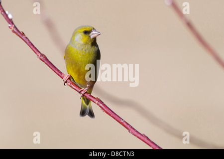 Verdier d'Europe, Carduelis chloris Banque D'Images