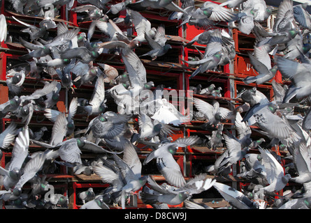Les pigeons voyageurs sont libérées au début d'une course. Photo par James Boardman. Banque D'Images