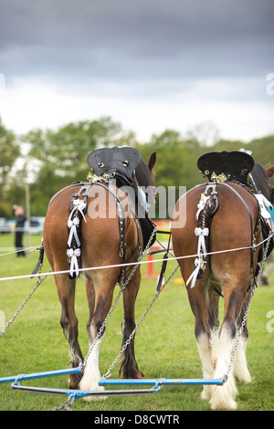 Heavy Horse Show est Bysshee Surrey England Banque D'Images