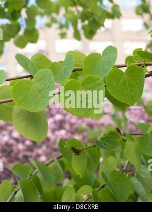 Linden Arbre de printemps avec les fleurs de cerisier rose en arrière-plan, NYC Banque D'Images