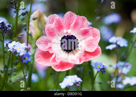 Anemone coronaria dans le jardin. Banque D'Images